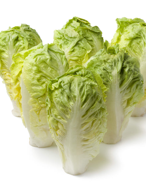 Load image into Gallery viewer, 3000 Seeds LITTLE GEM LETTUCE Small Romaine Butterhead Lactuca Vegetable Seeds
