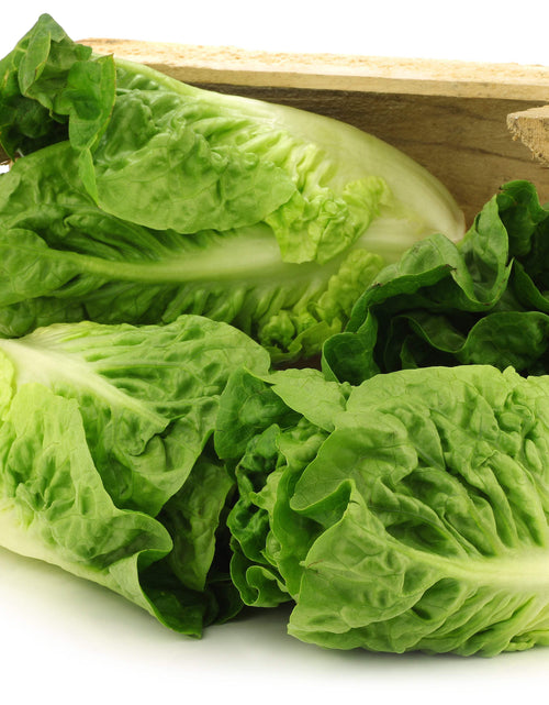 Load image into Gallery viewer, 3000 Seeds LITTLE GEM LETTUCE Small Romaine Butterhead Lactuca Vegetable Seeds
