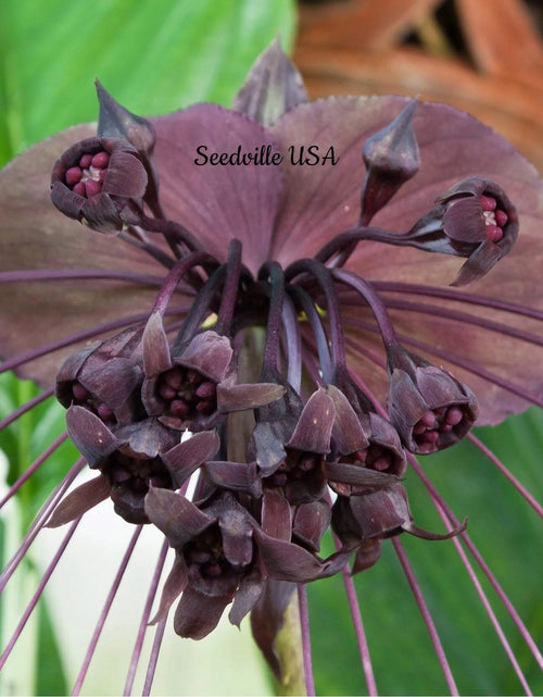 Load image into Gallery viewer, 5 Black BAT FLOWER ( Cats Whiskers / Devil Flower ) Tacca Chantrieri Flower Seeds
