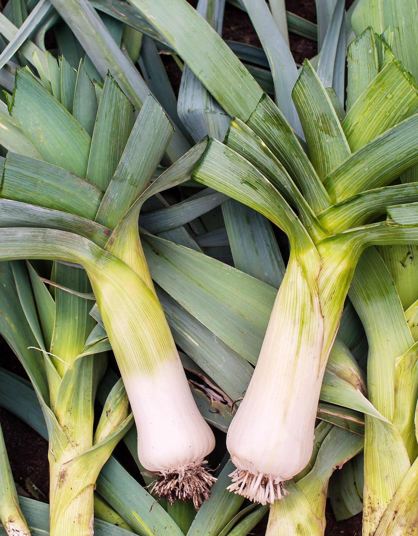 800 * Seeds AMERICAN FLAG LEEK (Large Leek) Allium Porrum Vegetable Seeds
