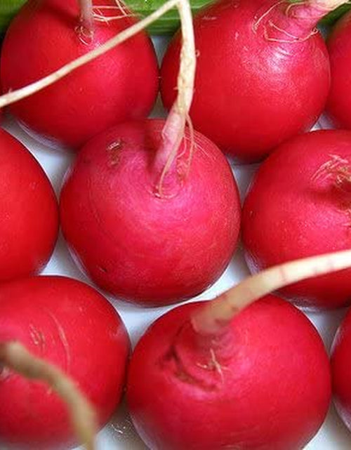 Load image into Gallery viewer, Radish Crimson Giant Great Heirloom Vegetable Seeds by  (500 Seeds)
