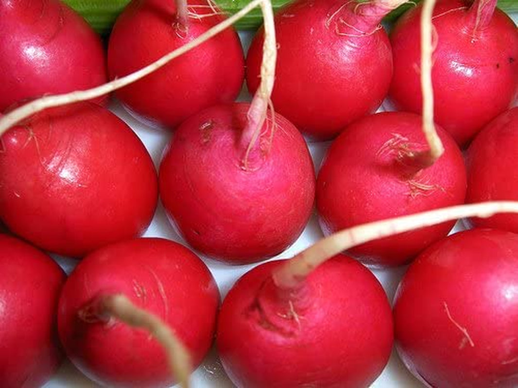 Radish Crimson Giant Great Heirloom Vegetable Seeds by  (500 Seeds)