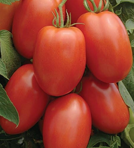 Tomato Roma Great Heirloom Garden Vegetable Seeds by  (1 Lb Seeds)