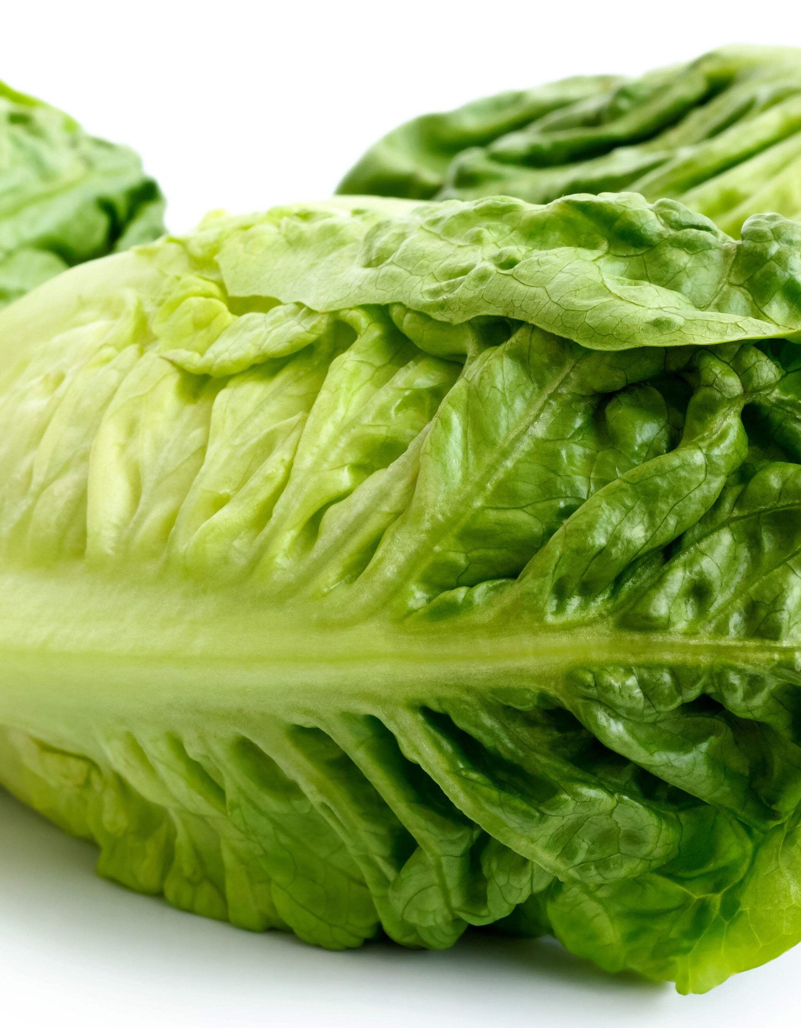 3000 Seeds LITTLE GEM LETTUCE Small Romaine Butterhead Lactuca Vegetable Seeds