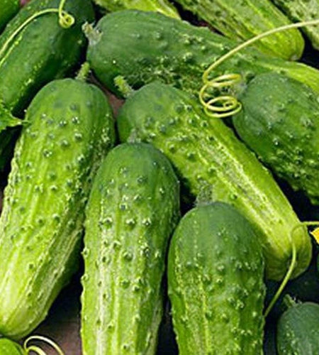 Cucumber Boston Pickling Great Heirloom Vegetable Seeds by  (1 Lb Seeds)