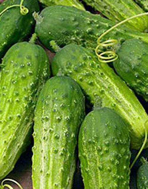 Load image into Gallery viewer, Cucumber Boston Pickling Great Heirloom Vegetable Seeds by  (1 Lb Seeds)
