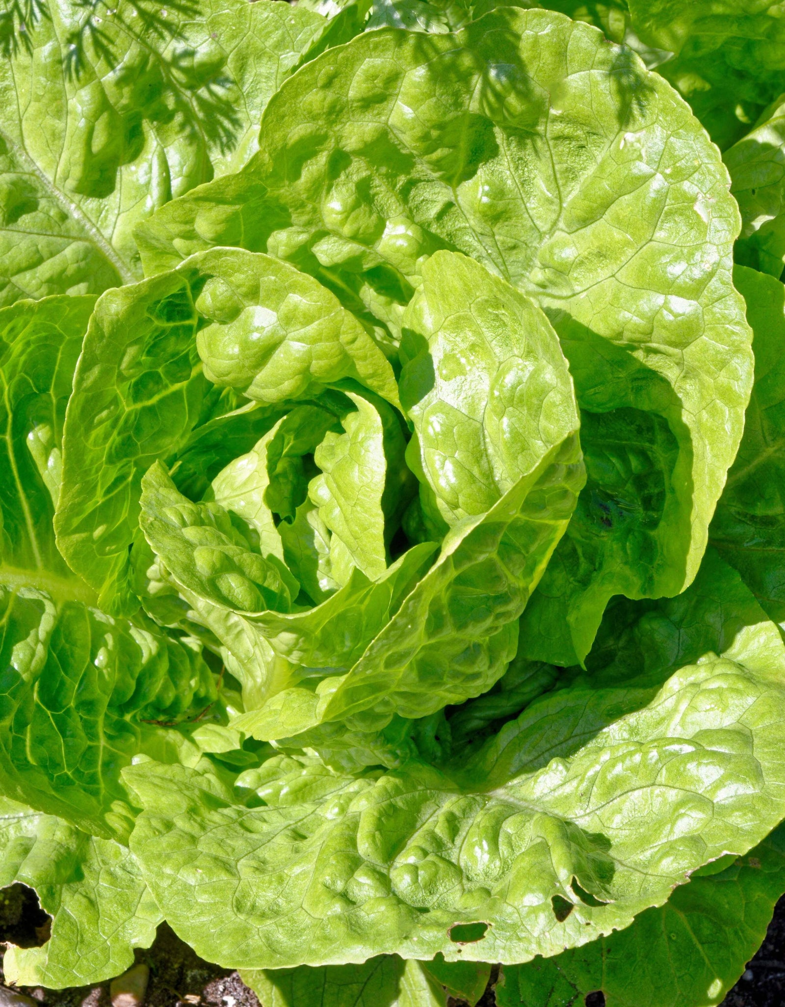 3000 Seeds LITTLE GEM LETTUCE Small Romaine Butterhead Lactuca Vegetable Seeds