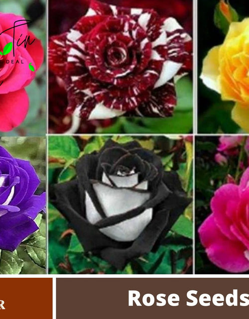 Load image into Gallery viewer, 30 Seeds| Muti- Color Mix Rose Seeds#1060-Authentic Seeds-Flowers-Seeds-Rose Seeds-Herb Seeds-Vegetable Seeds-Mix Seeds for Plant- B3G1
