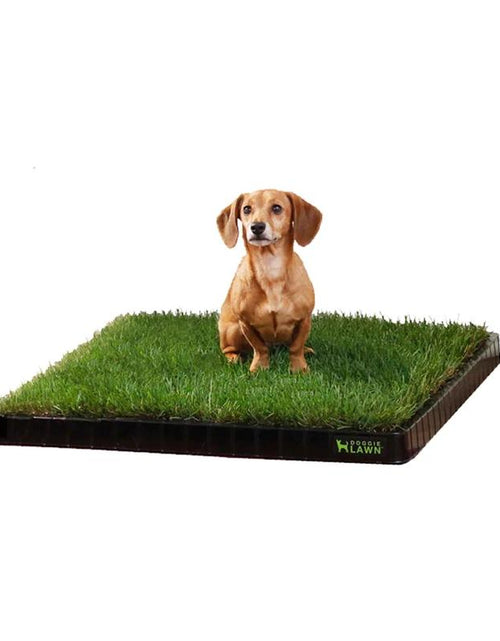 Load image into Gallery viewer, Doggielawn Real Grass Potty Pad, Odor Neutralizing, Sustainable and Affordable - Pet Supplies
