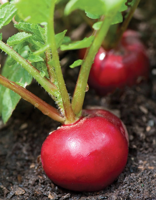 Load image into Gallery viewer, Organics Cherry Belle Radish Seeds - Non-Gmo, Heirloom Organic Vegetable Gardening Seeds, 4.6G, 1-Pack
