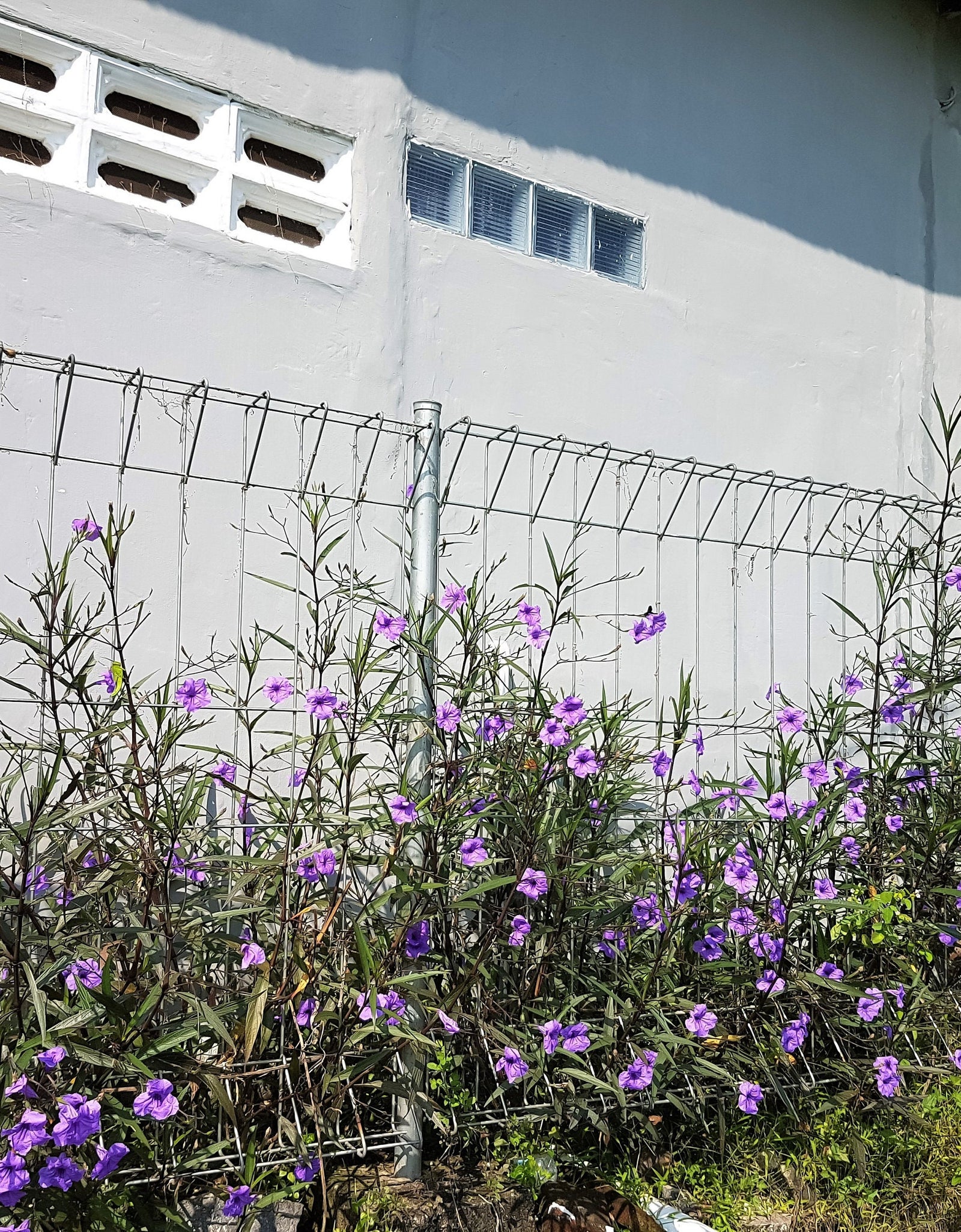 100 Blue Purple FRINGELEAF PETUNIA Wild Ruellia Humilis Perennial Native Flower Seeds
