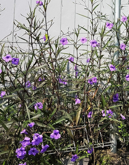 Load image into Gallery viewer, 100 Blue Purple FRINGELEAF PETUNIA Wild Ruellia Humilis Perennial Native Flower Seeds
