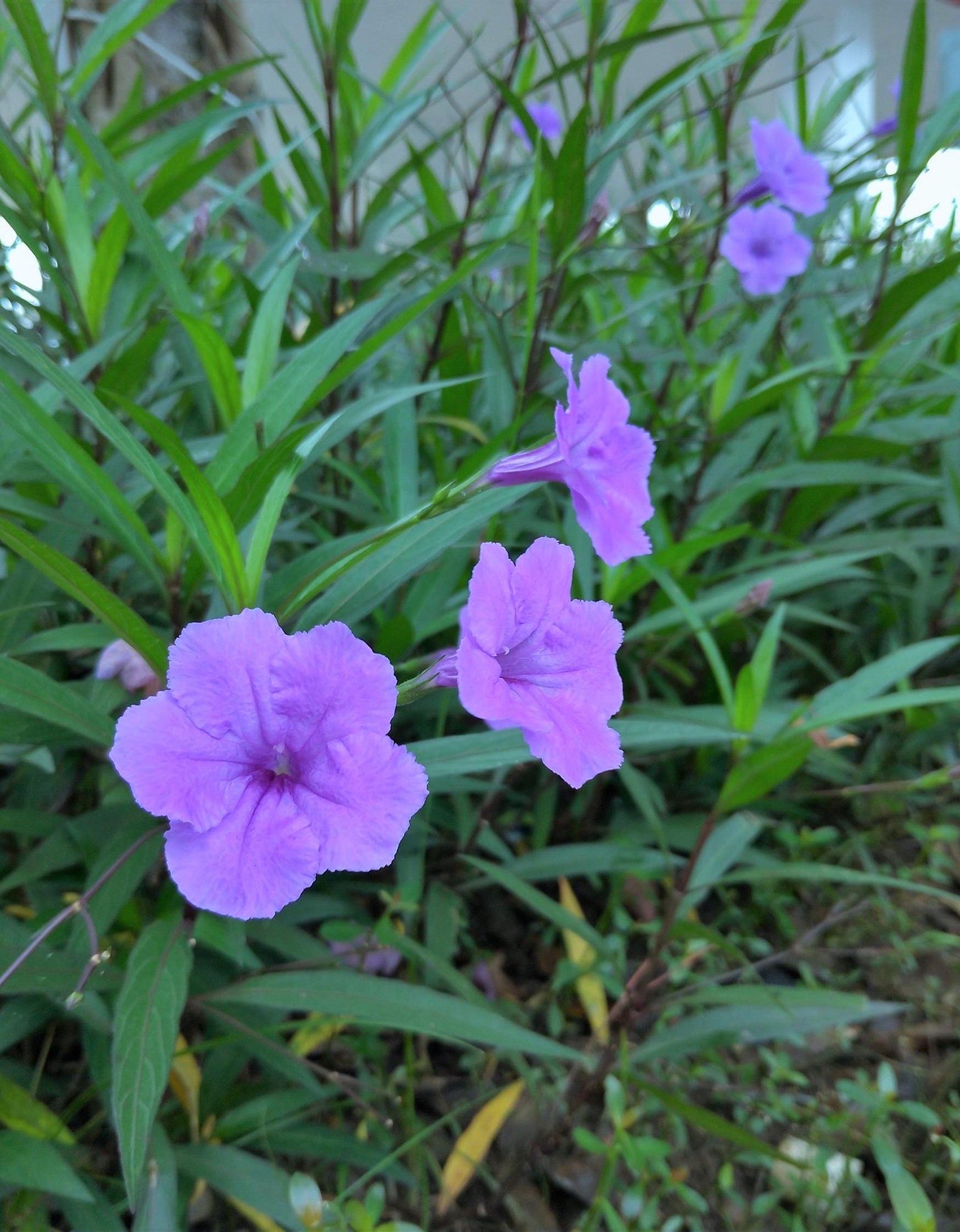 100 Blue Purple FRINGELEAF PETUNIA Wild Ruellia Humilis Perennial Native Flower Seeds