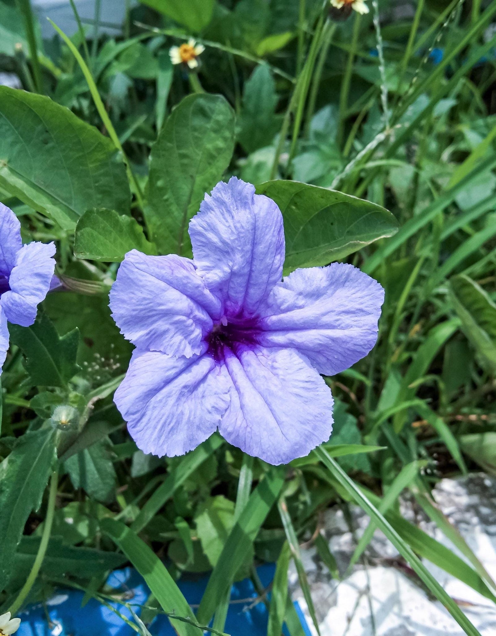 100 Blue Purple FRINGELEAF PETUNIA Wild Ruellia Humilis Perennial Native Flower Seeds
