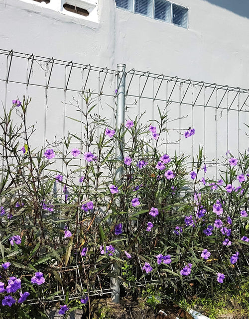 Load image into Gallery viewer, 100 Blue Purple FRINGELEAF PETUNIA Wild Ruellia Humilis Perennial Native Flower Seeds
