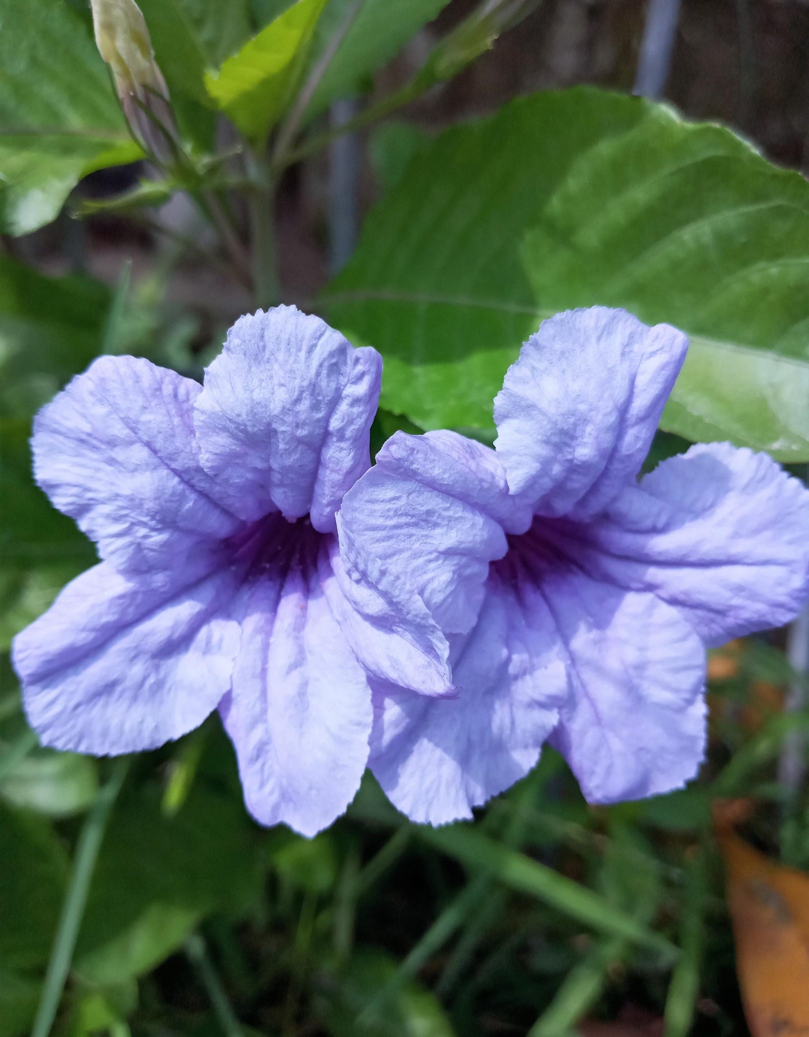 100 Blue Purple FRINGELEAF PETUNIA Wild Ruellia Humilis Perennial Native Flower Seeds