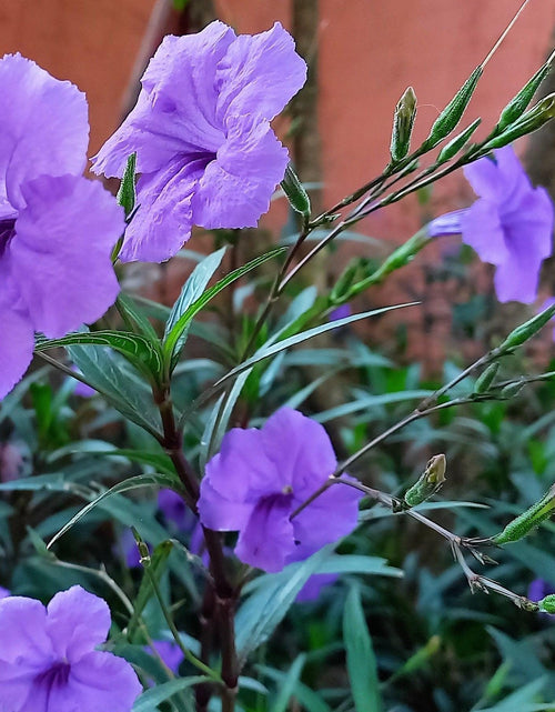 Load image into Gallery viewer, 100 Blue Purple FRINGELEAF PETUNIA Wild Ruellia Humilis Perennial Native Flower Seeds
